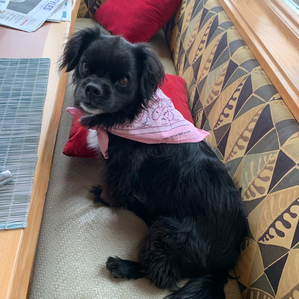 Meet your Posher, Maya